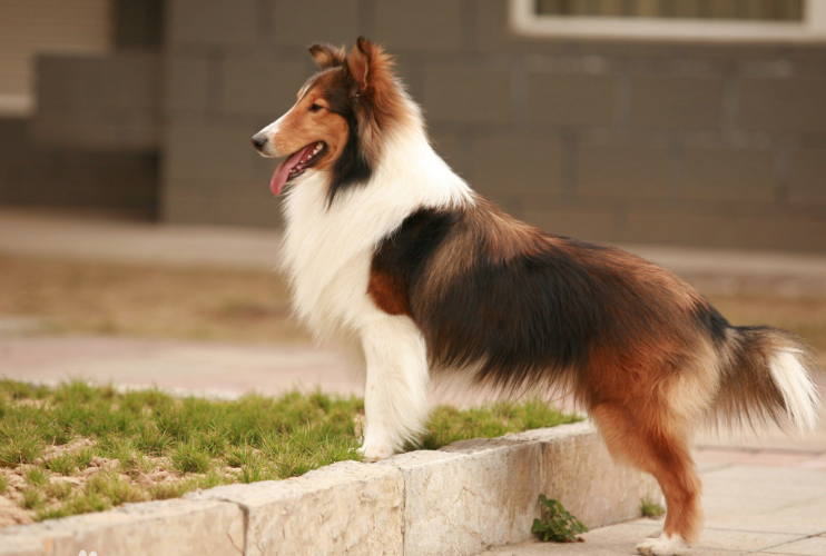 卡迪根威尔士柯基犬,粗毛科利犬,波利犬,澳大利亚牧羊犬,比利时坦比连