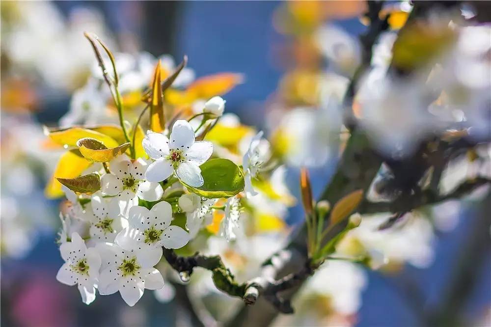 一枝梨花压海棠