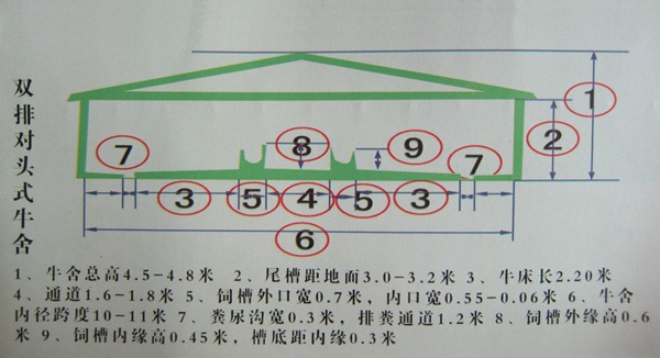 养牛场建设