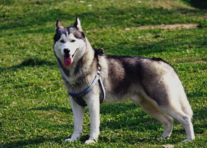 宠物分类工作犬类介绍及图片