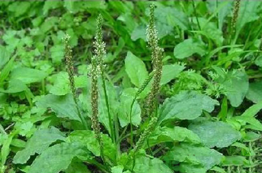 田间地头到处都是的野草,竟是治疗高血压的良药