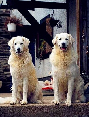 宠物分类,工作犬类介绍及图片