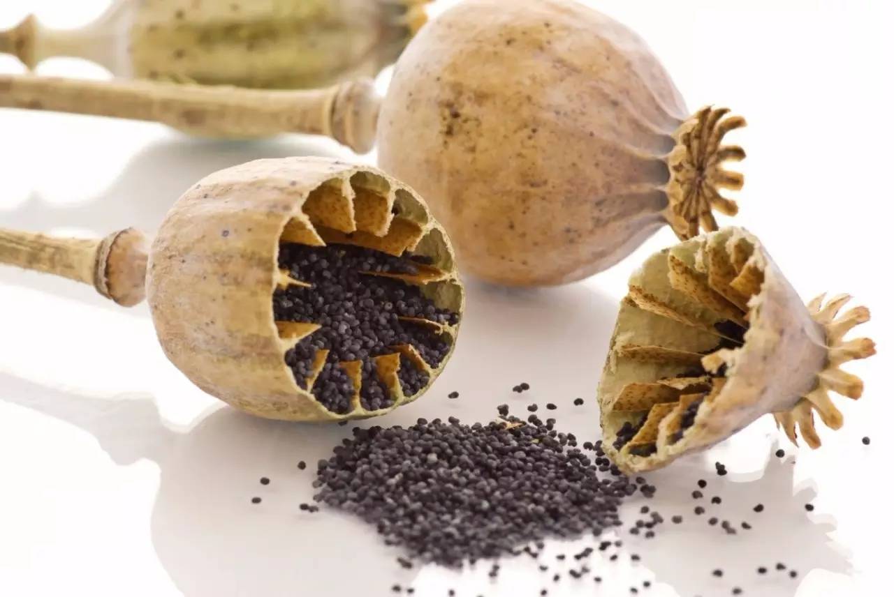 结出罂粟籽的罂粟和制作鸦片的罂粟是同一种作物,虽然在品种上略有
