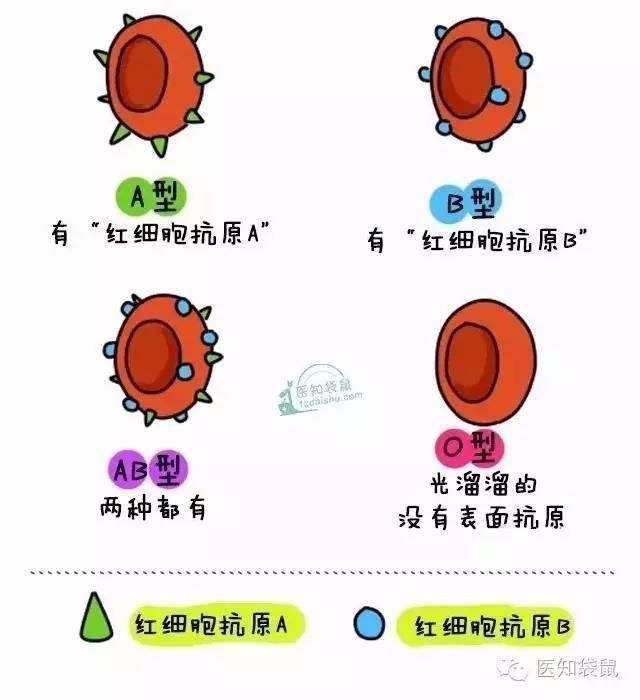 你们夫妻都是什么血型 血型不合 危及下一代