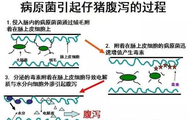 猪消化系统疾病病因剖析,最有效的治疗原则和方案