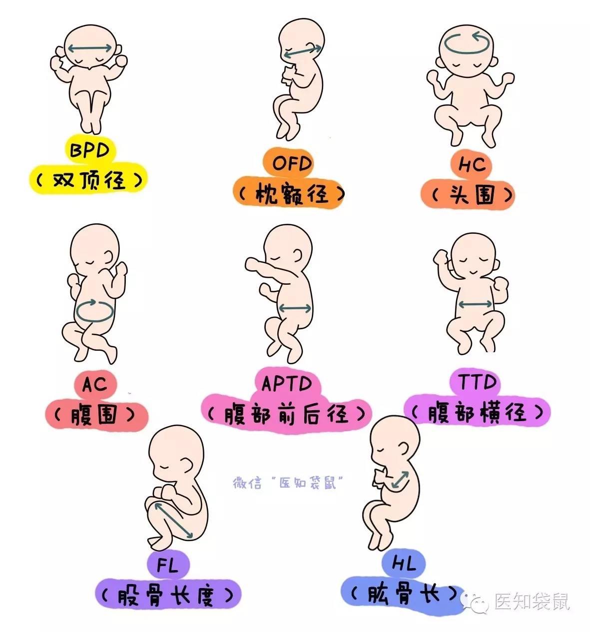 包括:       1,查看胎位:看宝宝是头位,臀位,横位还是其他胎位?