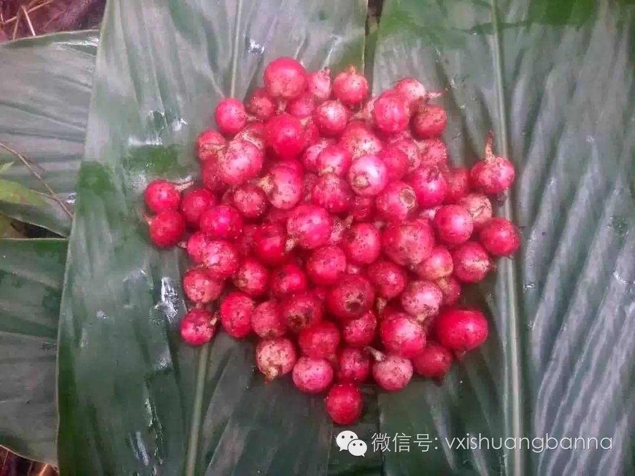 西双版纳当地生长的热带水果及野果（99种）-搜狐