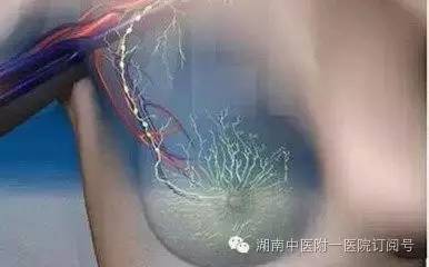 乳腺腺体增生怎么办