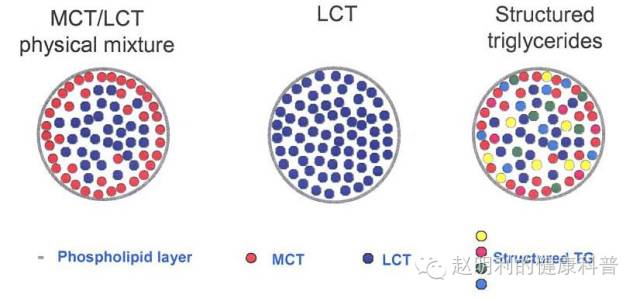 图6:结构脂肪乳的乳糜微粒3.