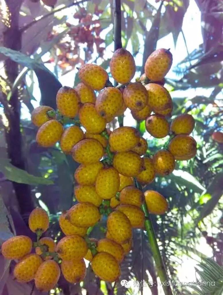西双版纳当地生长的热带水果及野果(99种)