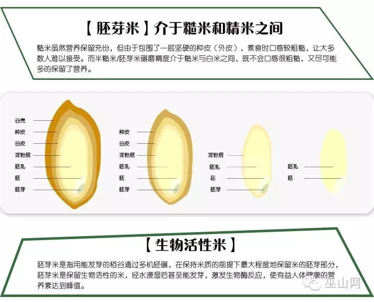 为了让咱们真正认识胚芽米,有必要了解一下大米的生物结构及营养分布