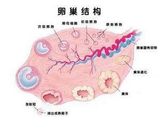 多囊卵巢综合症治疗办法有哪些?