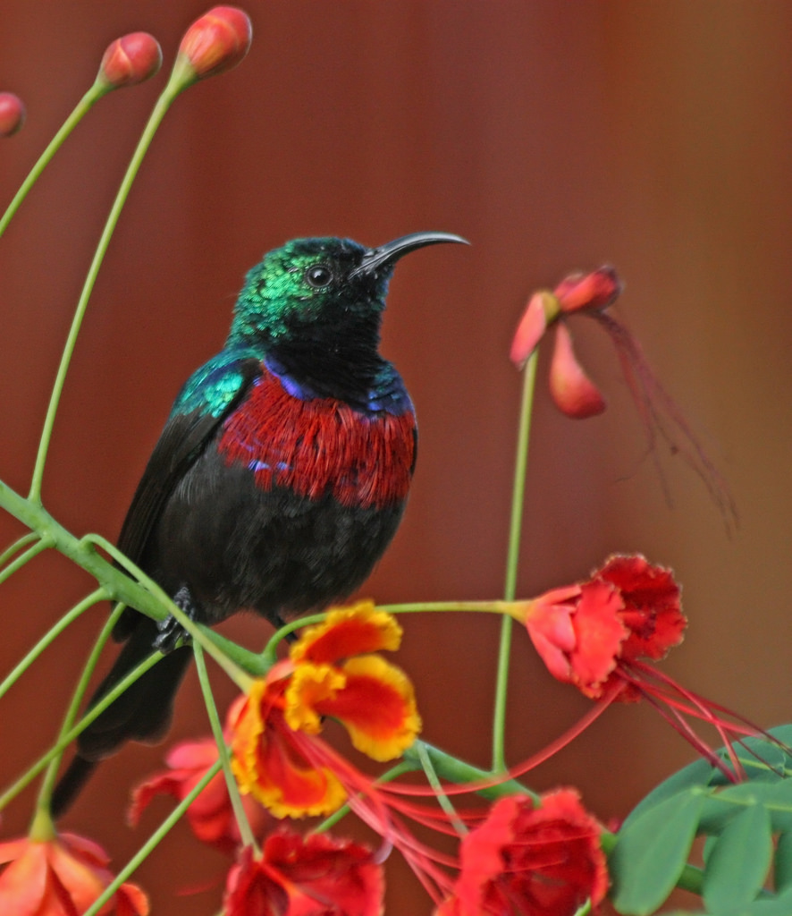 红胸花蜜鸟 red-chested sunbird