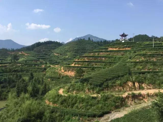 茶旅世界·最美茶园参评丨宁红集团示范茶园