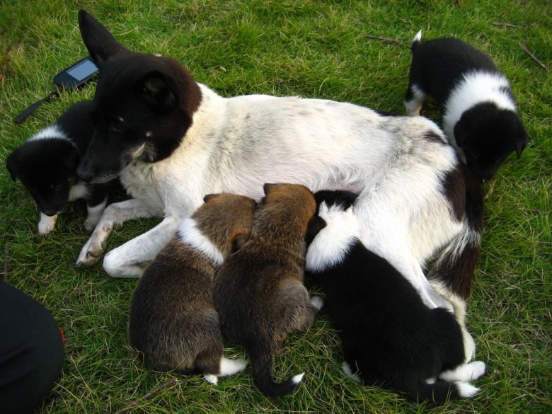 狗狗产后低血钙有什么症状,母犬产后低血钙怎