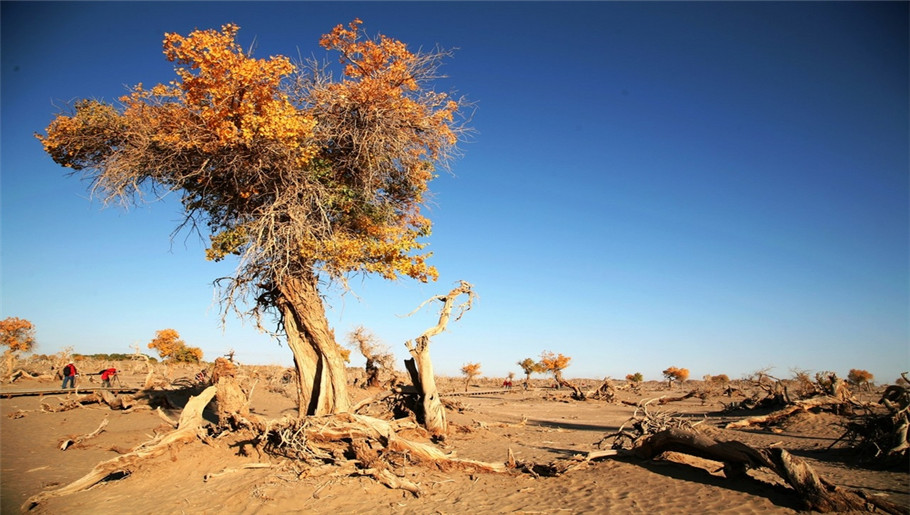 热带沙漠气候的特点很多,比如晴天多,阳光强,干燥,夏季热,昼夜温差大