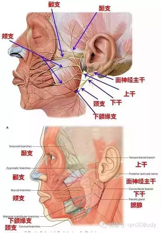 赞精选人体高清解剖图