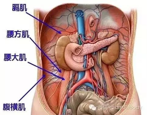 赞!精选人体高清解剖图