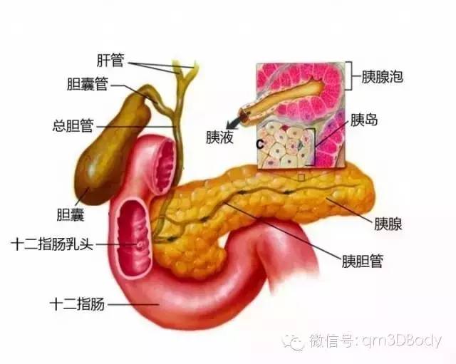 赞!精选人体高清解剖图