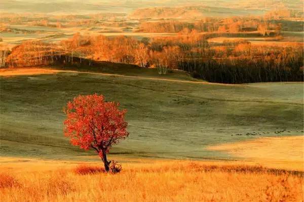 内蒙古这六个地方的秋天,惊艳整个中国!