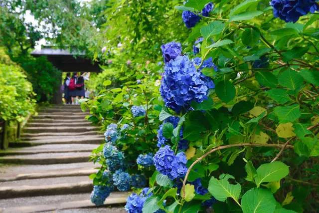 在梅雨时节 去镰仓遇见漫山遍野的紫阳花