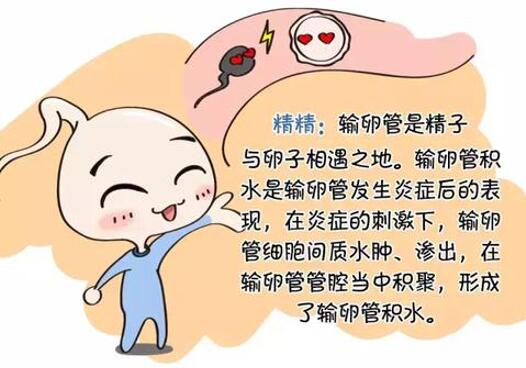 图说:输卵管积水为什么不易怀孕?