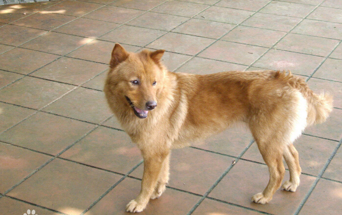 舒伯齐犬,标准贵宾犬,西藏猎犬,英国斗牛犬,松狮犬,中国沙皮犬,美国