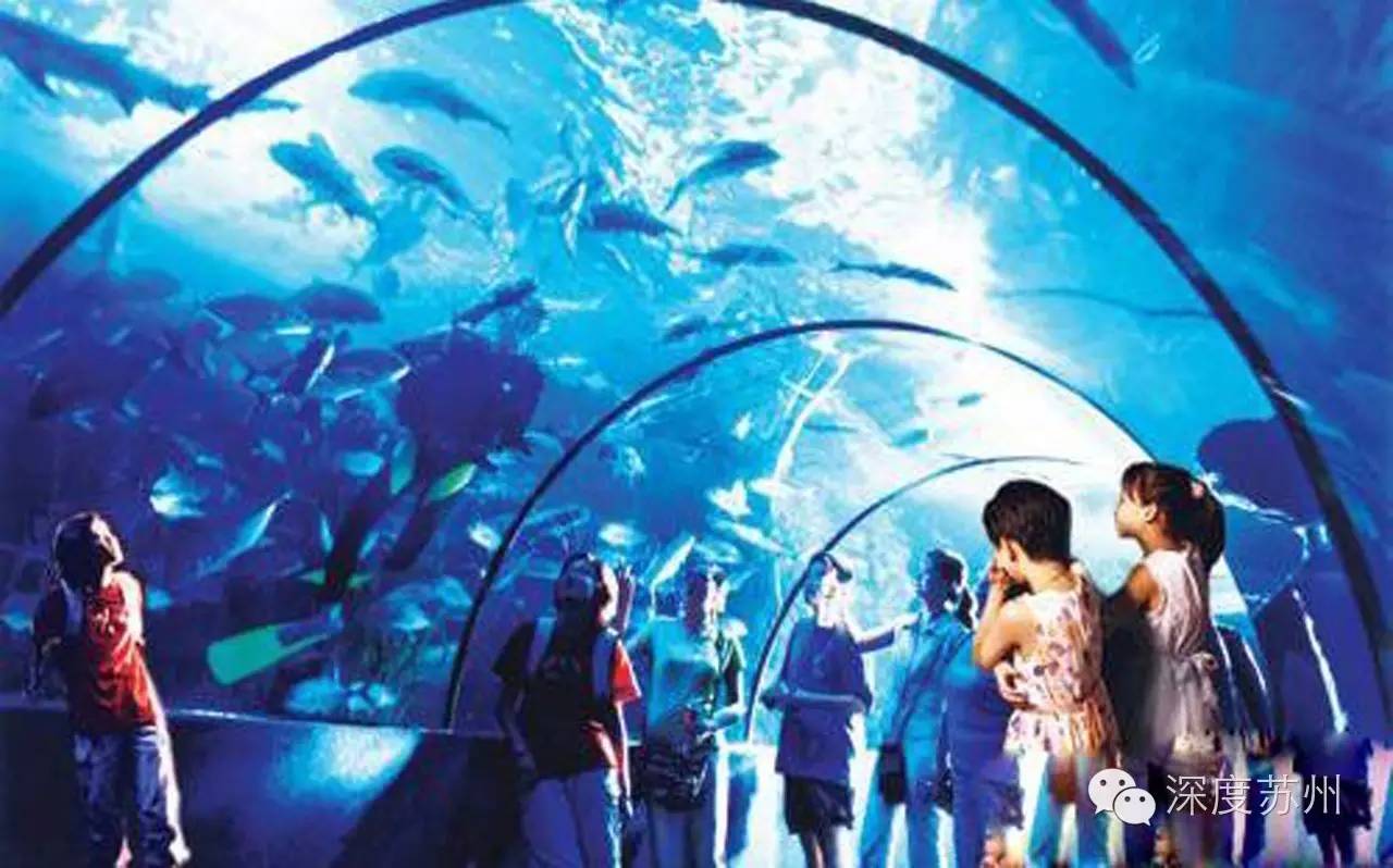 苏州有海底主题餐厅了!鱼群环绕,人鲨共舞…还能敞开