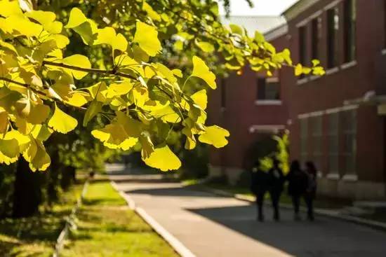 沈阳农业大学天柱山路是一条栽满银杏的主干道,全长1137米的银杏大道