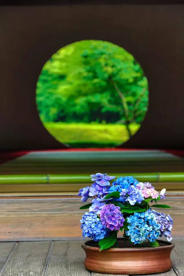 在梅雨时节 去镰仓遇见漫山遍野的紫阳花