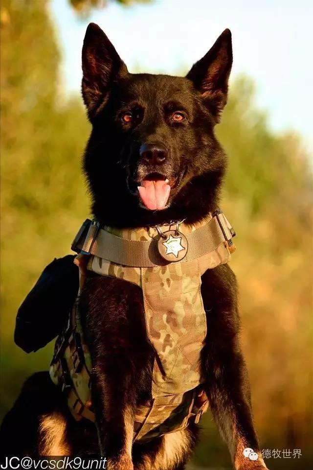 k9 警犬 军犬 我们的英雄
