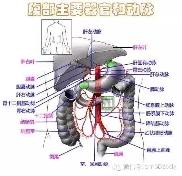 赞!精选人体高清解剖图