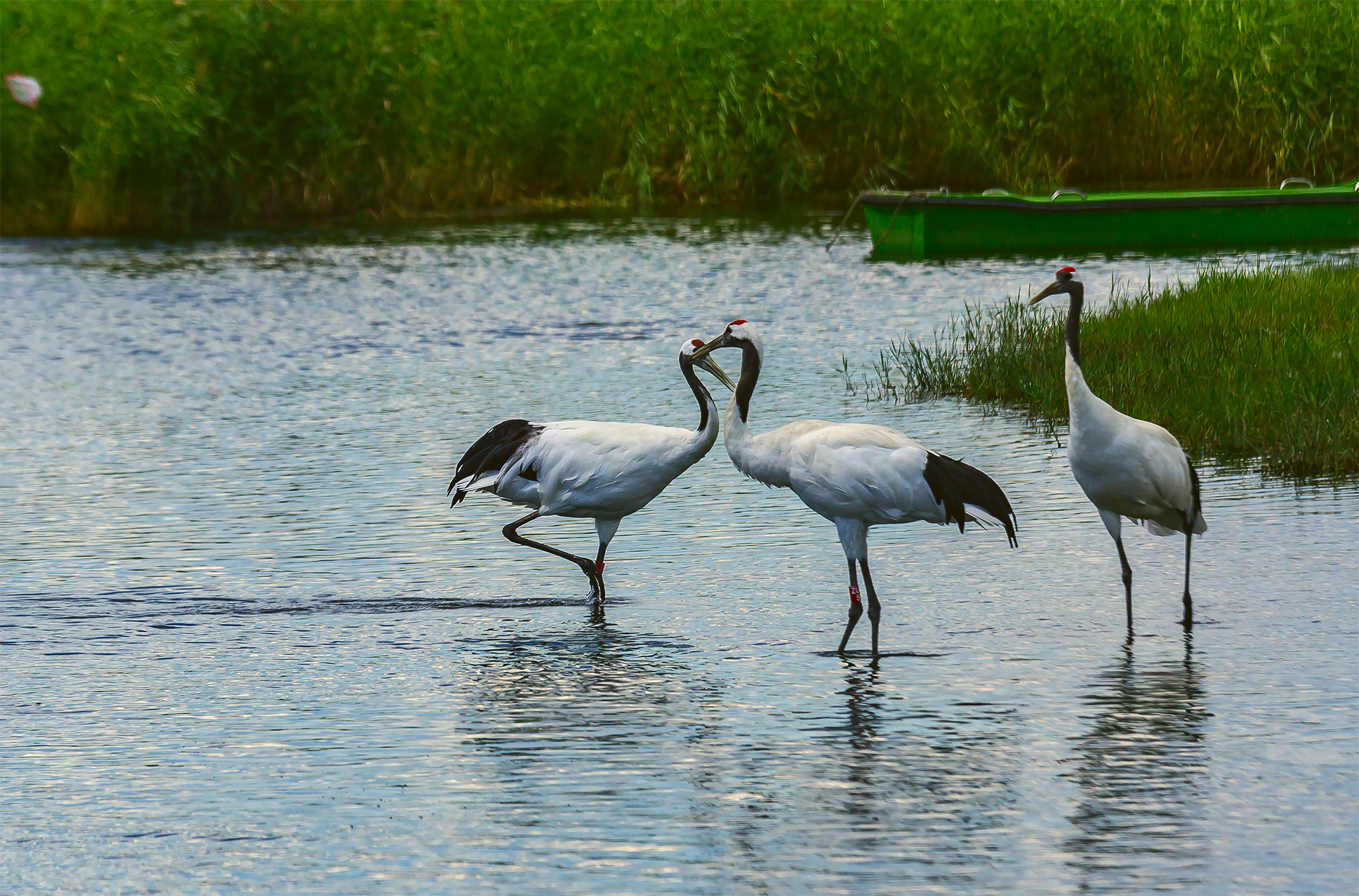 扎龙湿地,有丹顶鹤陪伴的夏天