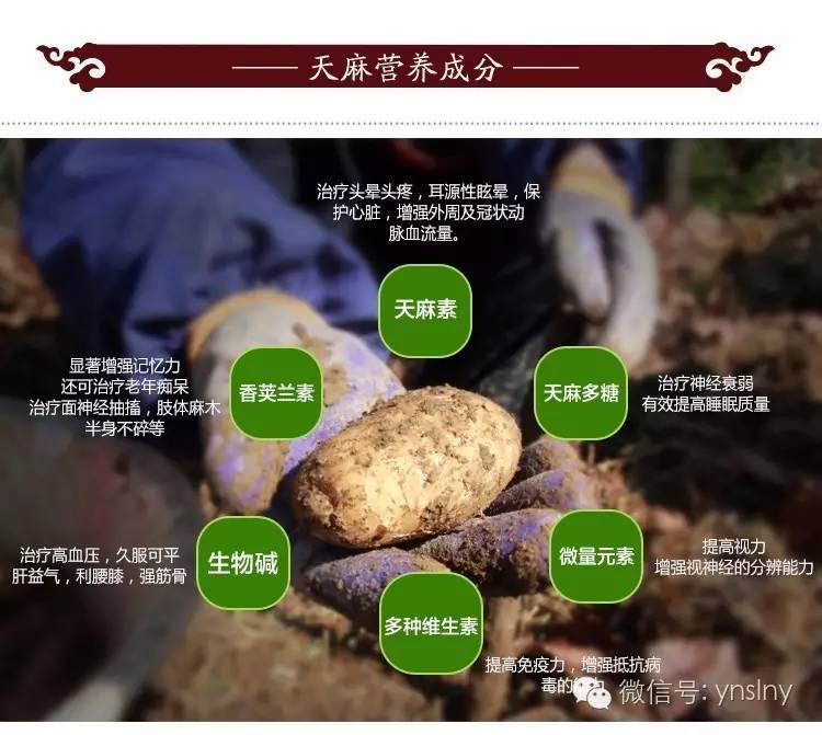 名贵中药材—天麻到底有哪些功效与作用呢?