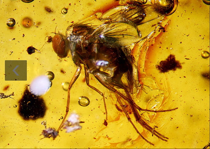 秘鲁发现的这几块史前生物琥珀化石,有蚊子和苍蝇还有蜘