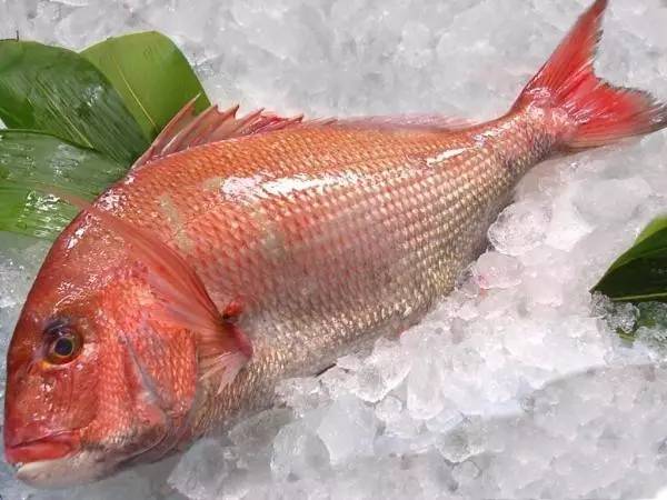 厦门古老海鲜谚语,排名最高的鱼是它?(内附正