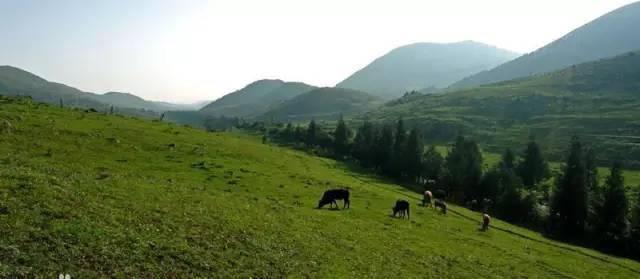 茶园南边是中国南方最大的草场-齐岳山跑马场,游客可以骑着马,奔驰