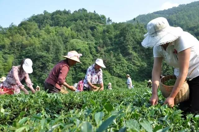 闽秦茶业双桥示范茶园是培育紫阳本地优良茶种品种的茶园基地,茶园