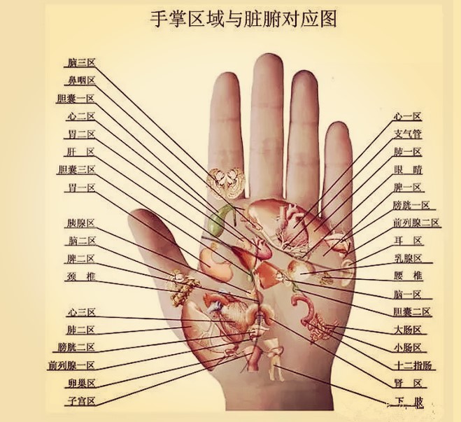 很简单,通过对人体的解析来看,人的手掌,脚掌中含有大量的代表身体