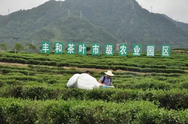 茶旅世界最美茶园参评丨紫阳蒿坪示范茶园