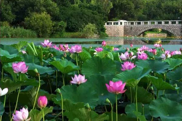 太阳岛公园荷花池