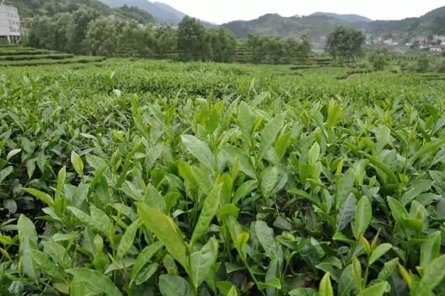 旅游 正文  紫阳县蒿坪镇示范茶园,位于紫阳县蒿坪镇蒿坪村,地理环境