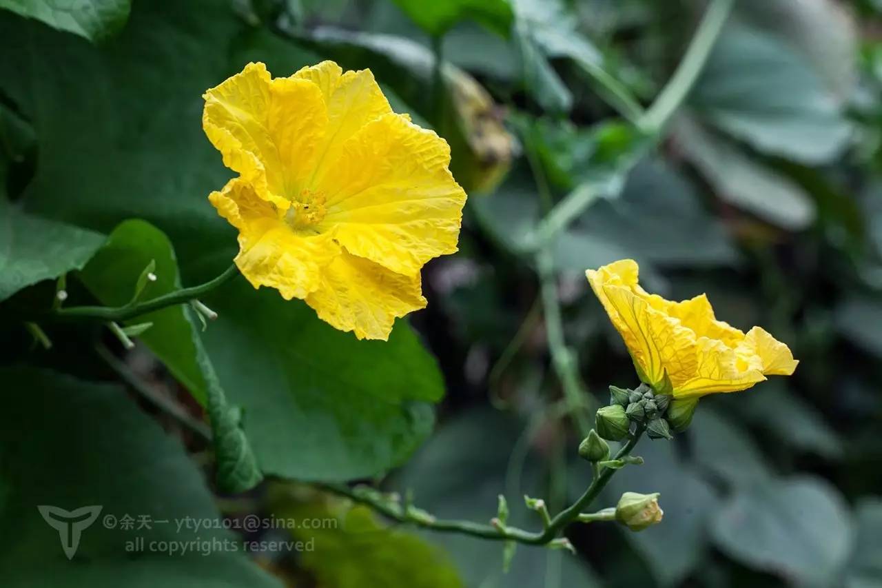 丝瓜,一朵雌花的背后,有十几朵雄花!