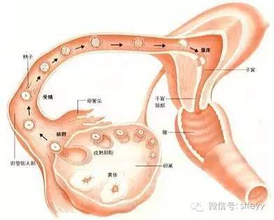 【魅力女人】排卵障碍引发内分泌失调性不孕