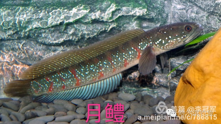 中国常见淡水鱼名称对照,图文并茂教会你认识