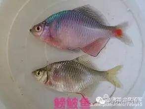 中国常见淡水鱼名称对照,图文并茂教会你认识