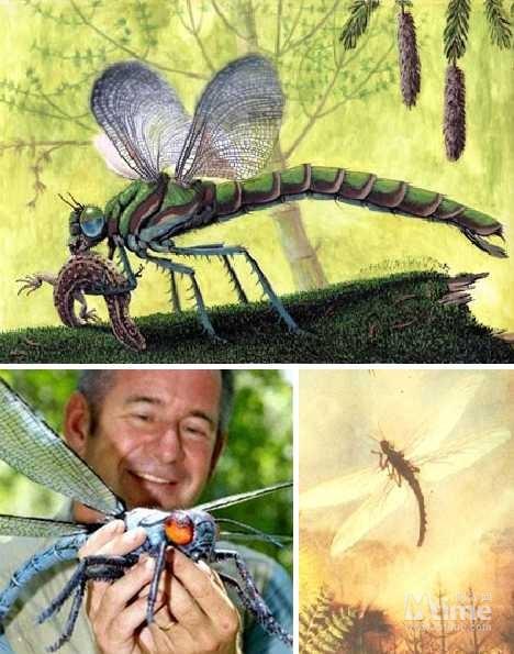 二叠纪-三叠纪灭绝的巨蜻蜓