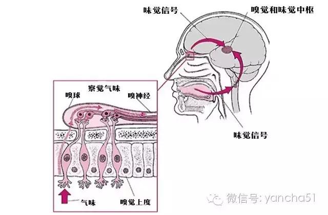 味觉的产生途径