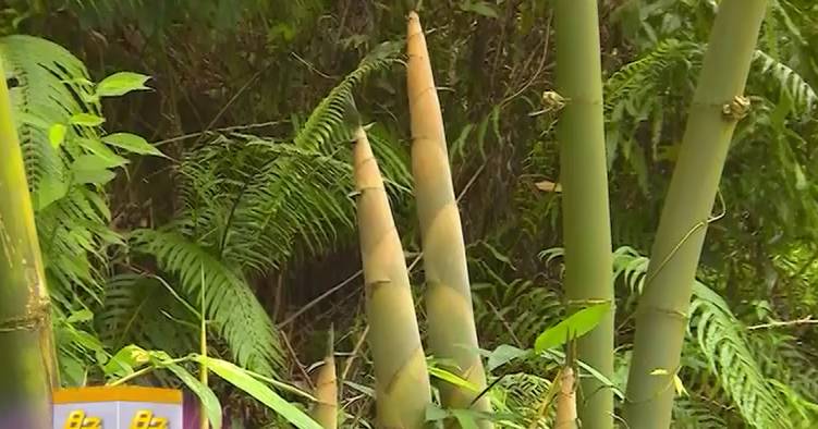 鳌头镇黄茅村甜笋村的甜蜜事