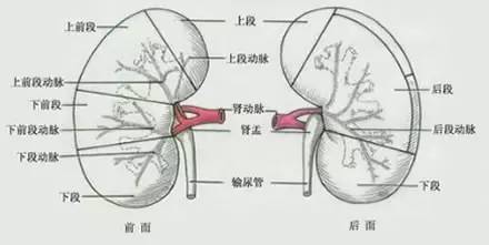 肝与肾的关系